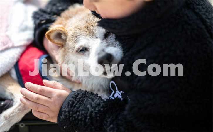 doge币在火币网怎么买(交易平台选择要点)