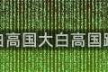 大白高国大白高国跑团